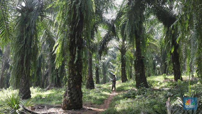 Surat dari Ombudsman Dikirim ke KLH, Petani Sawit Berbahagia