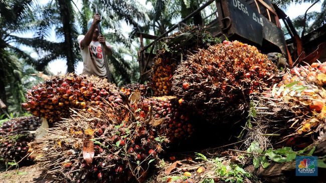 Pusing 7 Keliling: Pengusaha Sawit RI Terancam Akibat Situasi Eropa