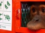 Orangutan Dipulangkan ke Indonesia karena Perdagangan Ilegal