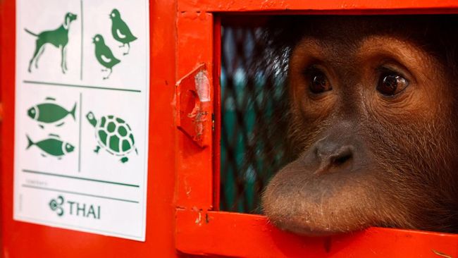 Orangutan Dipulangkan ke Indonesia karena Perdagangan Ilegal