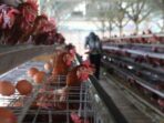 Banyak Peternak Membantai Ayam karena Harga Telur Anjlok