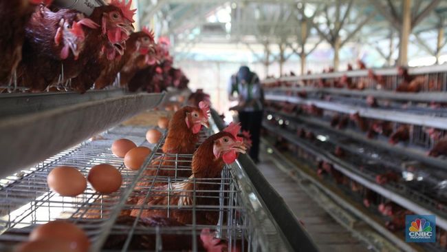 Banyak Peternak Membantai Ayam karena Harga Telur Anjlok