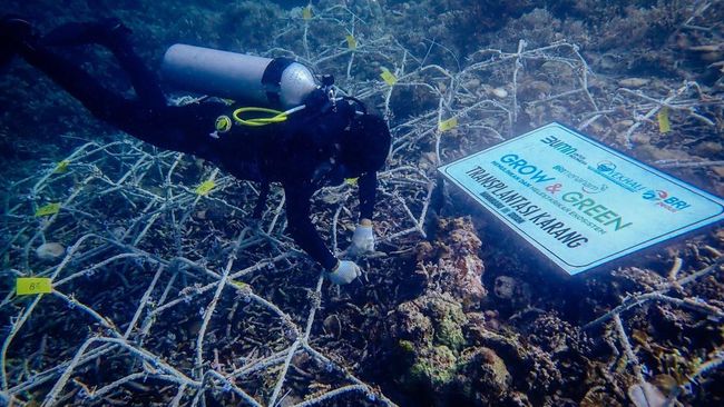 Pada Hari Lingkungan Hidup, BRI Menentang Perubahan Iklim dengan Metode ini