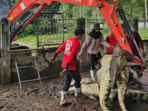 Petani di Negara Tetangga RI Menyerang 125 Buaya Langka Karena Ini