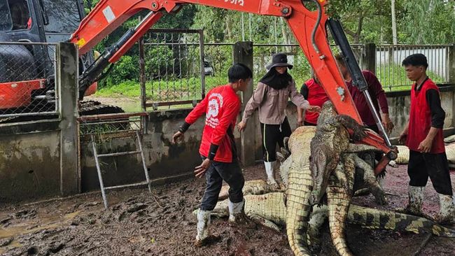 Petani di Negara Tetangga RI Menyerang 125 Buaya Langka Karena Ini